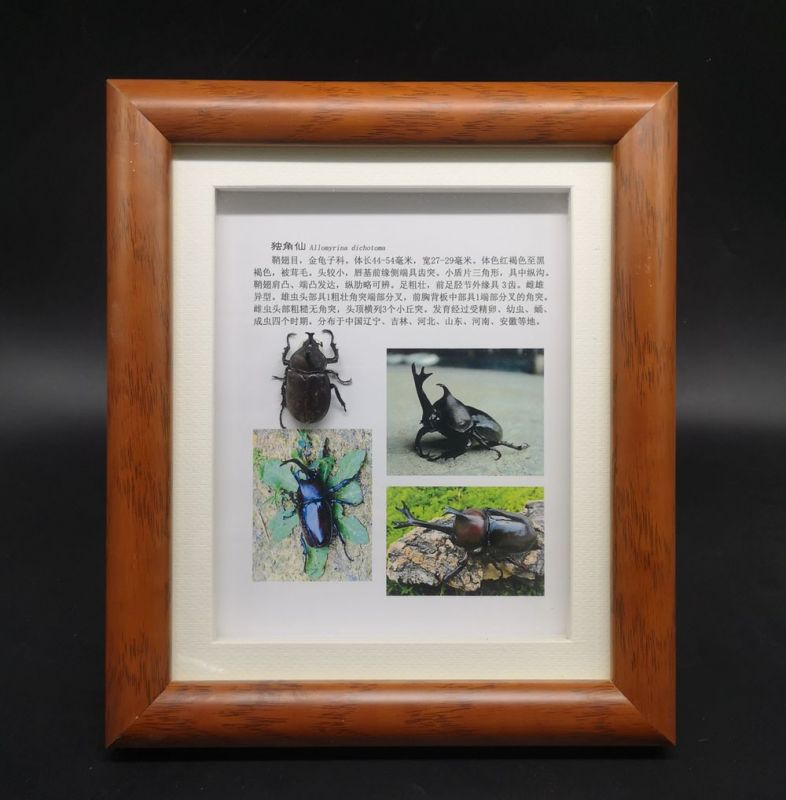 獨(dú)角仙
