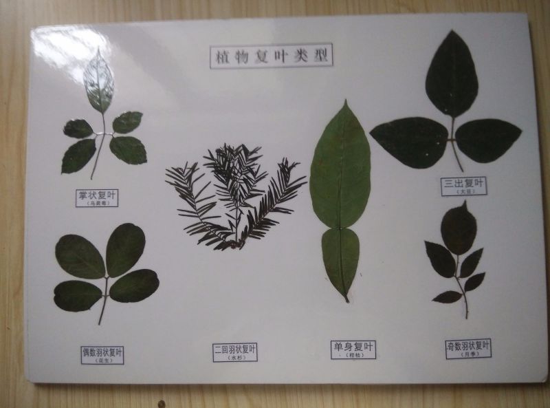 植物復葉類型