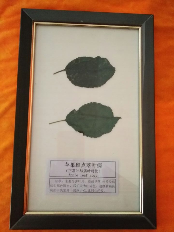 蘋果斑點落葉病