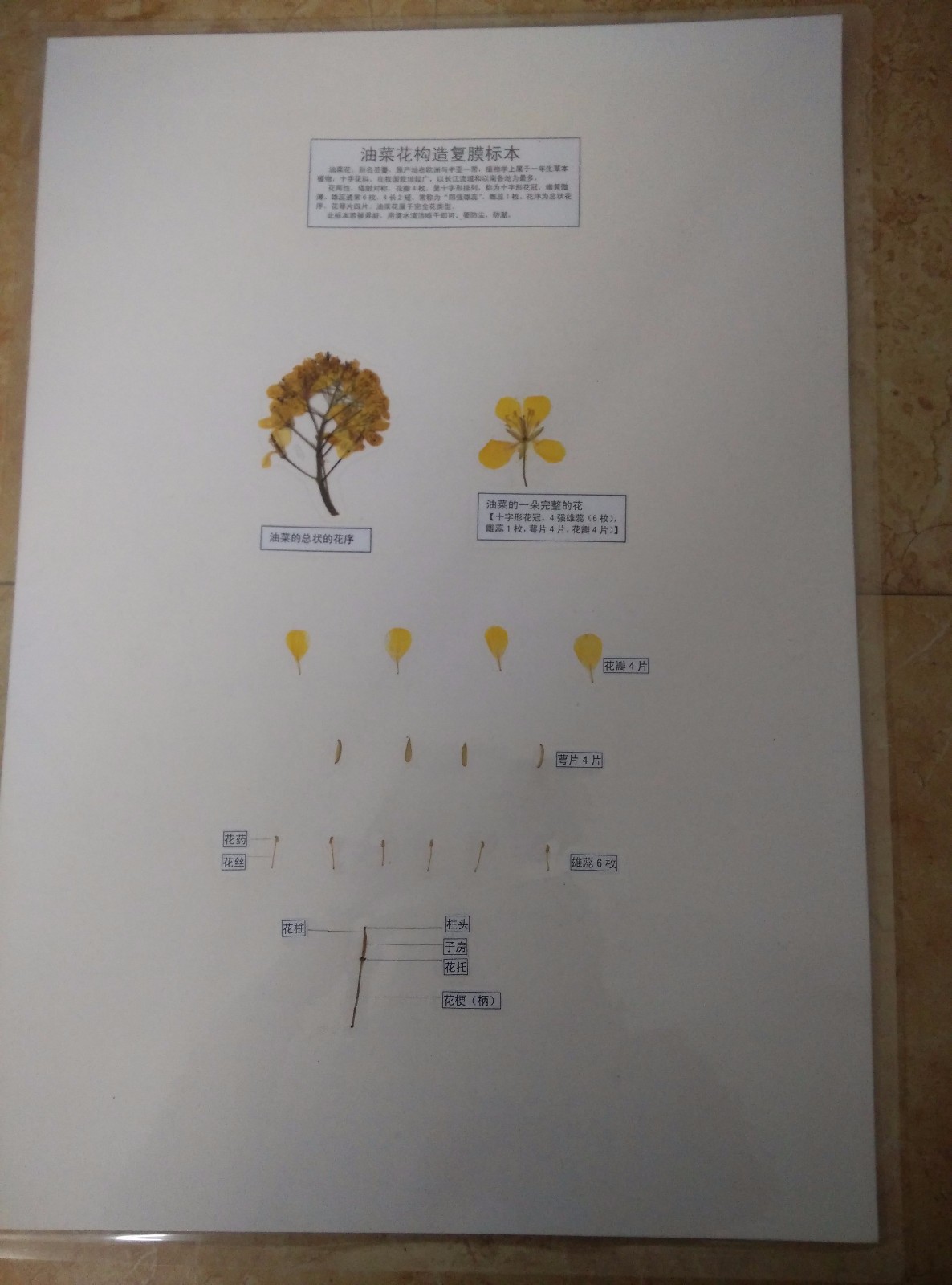 油菜花構造