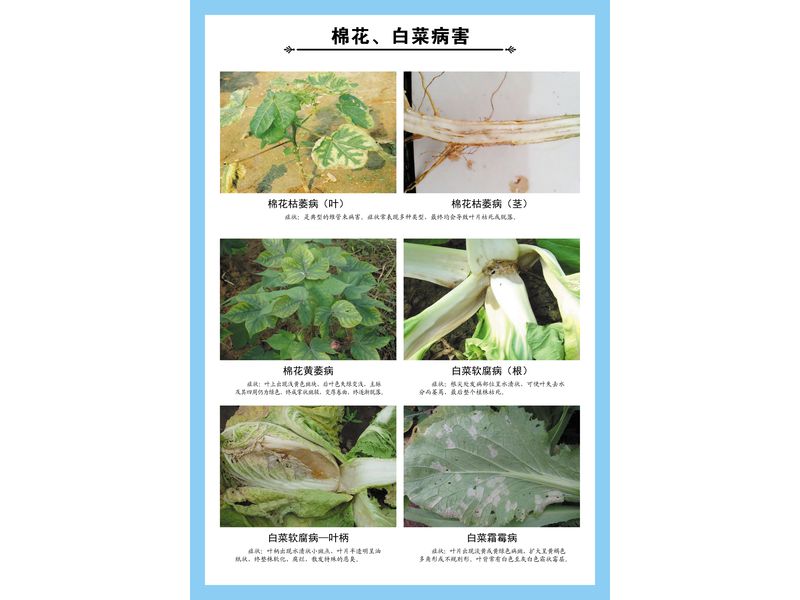 棉花、白菜病害掛圖