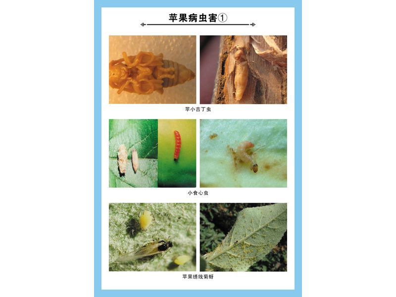 蘋(píng)果病蟲(chóng)害掛圖