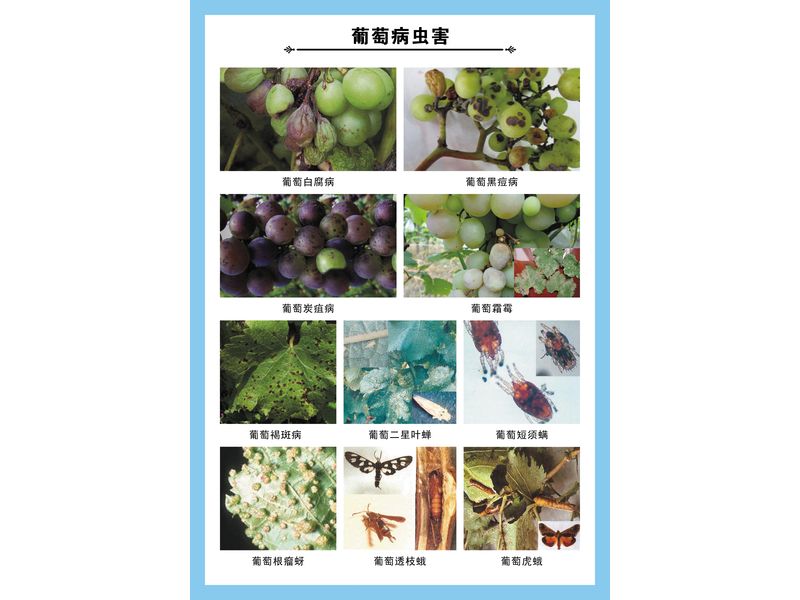 葡萄病蟲(chóng)害掛圖