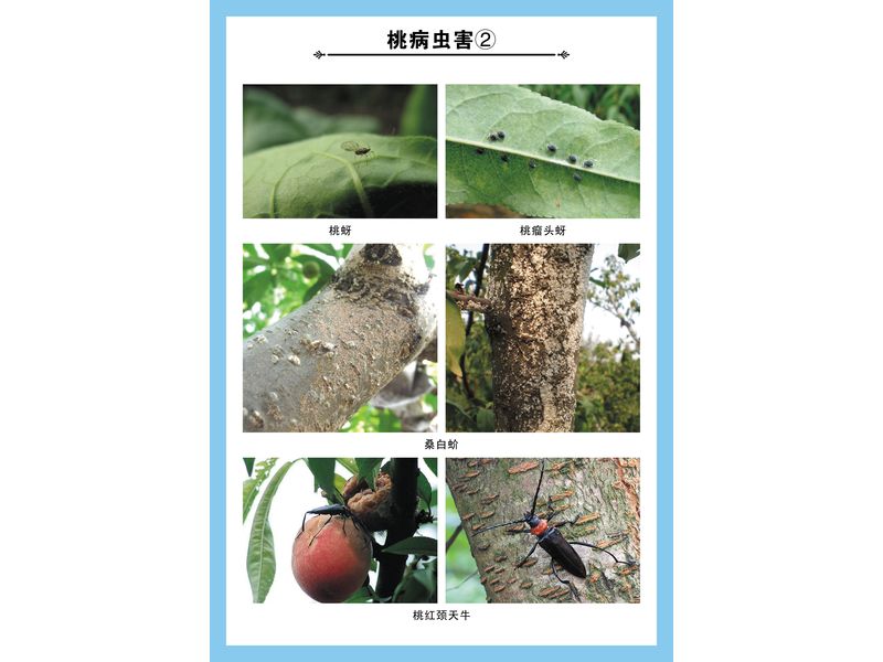 桃病蟲(chóng)害②