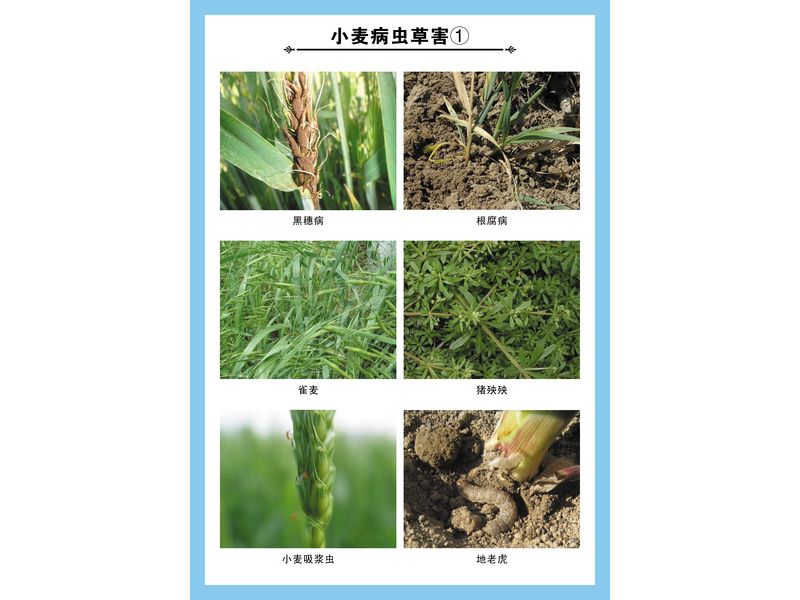 小麥病蟲(chóng)草害①