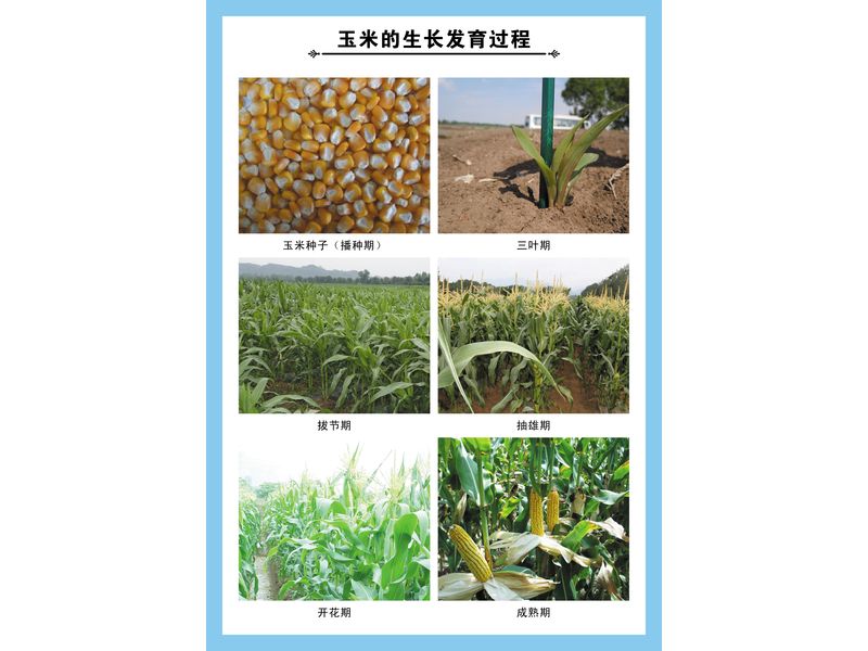玉米的生長(zhǎng)發(fā)育過(guò)程
