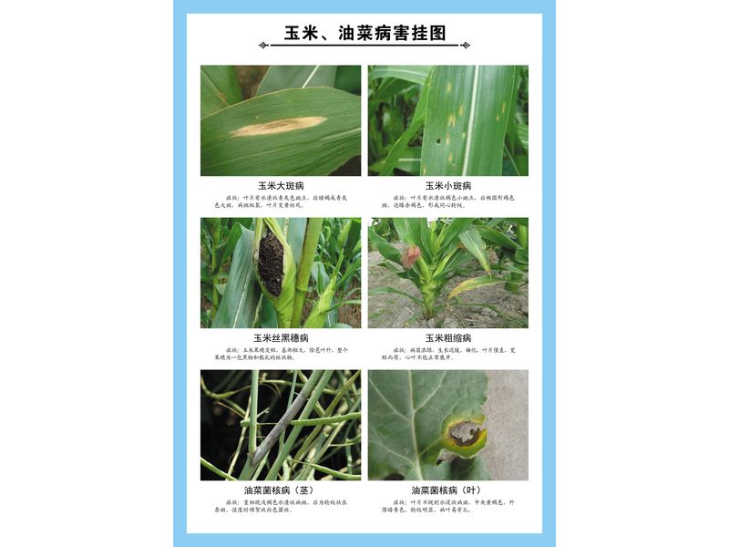 玉米、油菜病害掛圖