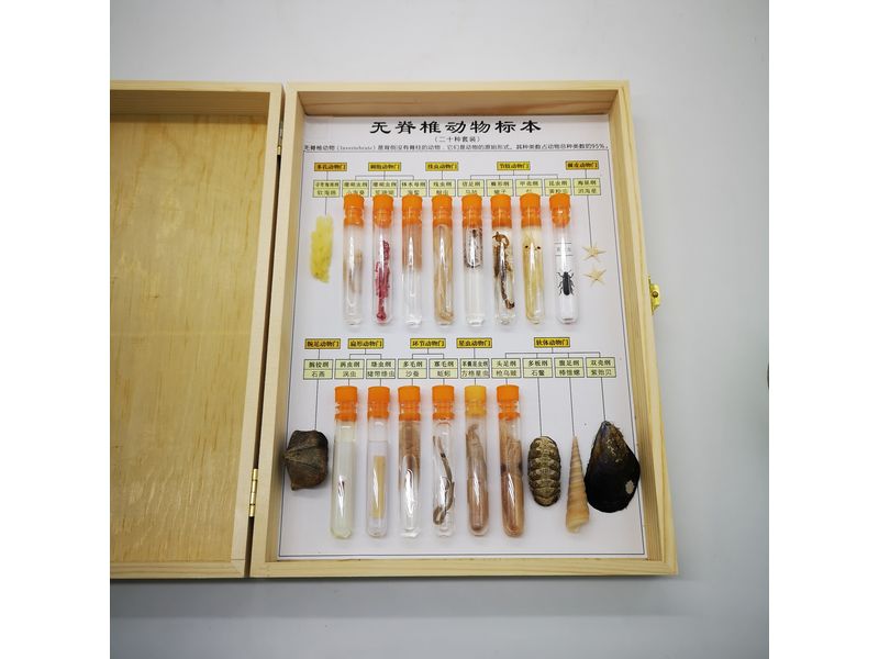 無脊椎動(dòng)物標(biāo)本