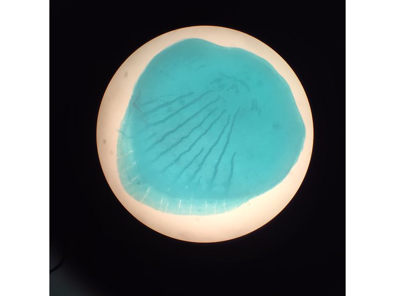 25-魚(yú)鱗