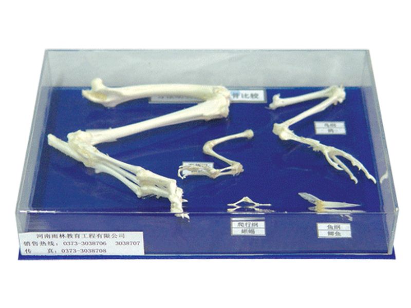 脊椎動(dòng)物五綱后肢骨比較