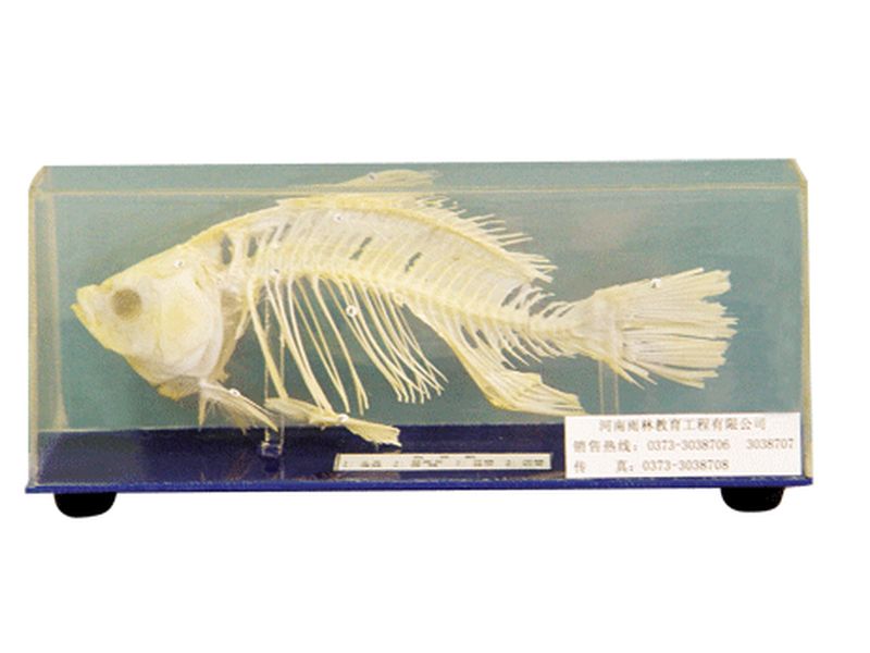 魚(yú)骨骼