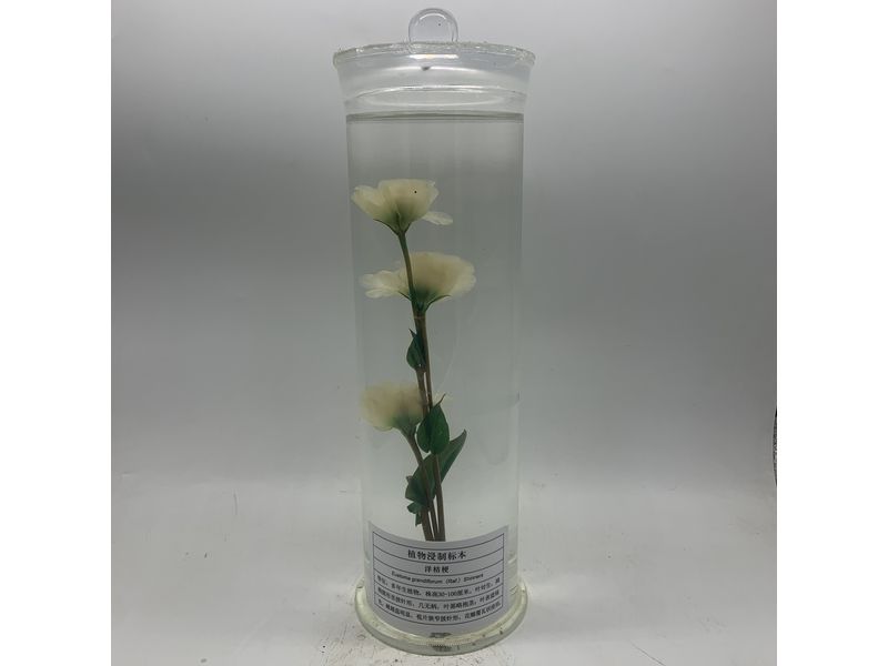 植物浸制標本-洋桔梗