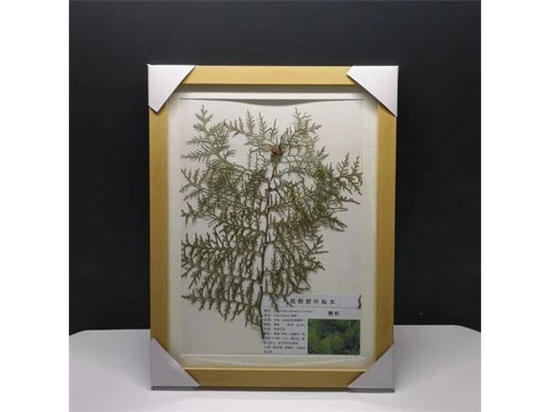 植物臘葉標本-側柏標本